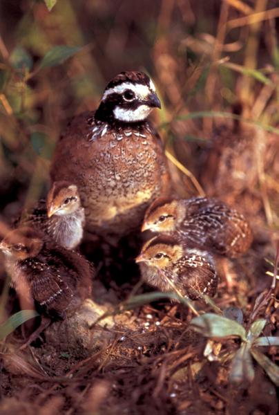 Bobwhite quail sitting on the ground with four chicks